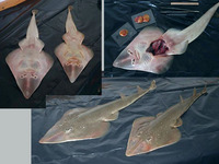 Rhinobatos percellens, Chola guitarfish: fisheries, aquarium