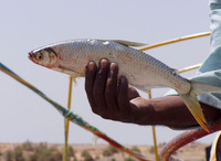 Alestes baremoze, Silversides: fisheries