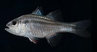 Apogon fasciatus, Broad-banded cardinalfish: