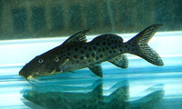 Synodontis longirostris, :