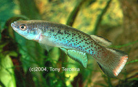 Rivulus magdalenae, Magdalena rivulus: aquarium