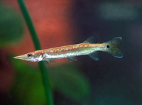 Ctenolucius hujeta, Gar characin: aquarium