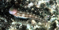 Ecsenius trilineatus, Three-lined blenny: aquarium