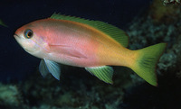 Pseudanthias pictilis, Painted anthias: aquarium