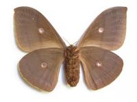 Antheraea pernyi