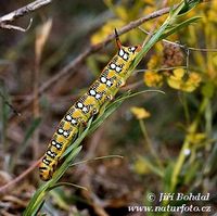 Hyles euphorbiae - Spurge Hawk-moth