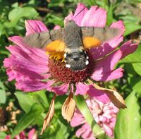 Macroglossum stellatarum - Humming-bird Hawk-moth