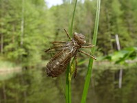 Cordulia aenea - Downy Emerald