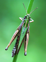 Omocestus viridulus - Common Green Grasshopper