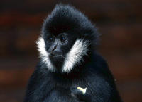 Image of: Nomascus leucogenys (northern white-cheeked gibbon)