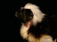 Image of: Saguinus oedipus (cotton-top tamarin)