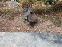 Image of: Spermophilus beecheyi (California ground squirrel)