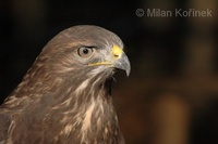 Buteo buteo buteo