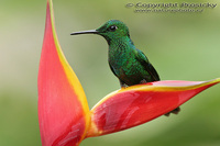 Heliodoxa jacula - Green-crowned Brilliant