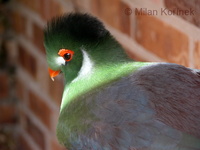 Tauraco leucotis - White-cheeked Turaco