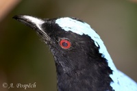 Irena puella - Asian Fairy Bluebird