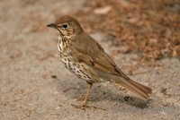 Turdus philomelos philomelos