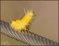 Image of: Halysidota