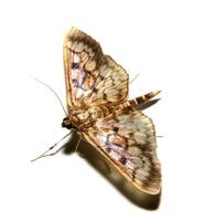 Image of: Pyralidae (grass moths and snout moths)