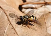 Image of: Syrphidae (flower flies and syrphid flies)