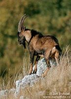 Capra hircus aegagrus - wild goat