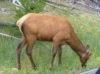 Cervus elaphus canadensis - Wapiti