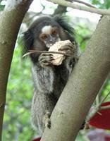 Callithrix penicillata - Black-pencilled Marmoset