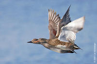 Image of: Anas strepera (gadwall)