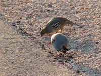 Image of: Callipepla gambelii (Gambel's quail)