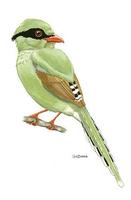 Image of: Cissa chinensis (common green magpie)