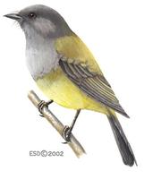 Image of: Culicicapa ceylonensis (grey-headed canary-flycatcher)