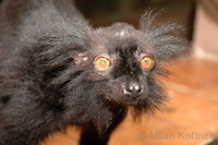 Eulemur macaco macaco - Black Lemur