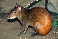 Dasyprocta leporina - Brazilian Agouti