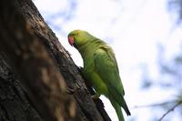 Image of: Psittacula krameri (rose-ringed parakeet)