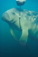 Trichechus manatus - West Indian Manatee