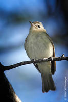 Image of: Vireo gilvus (warbling vireo)