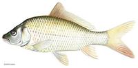 Image of: Cyprinus carpio (common carp)