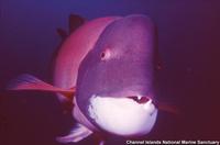 Semicossyphus pulcher - California Sheephead