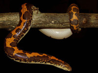 Gongylophis colubrinus - East African Sandboa