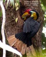 Wrinkled Hornbill - Aceros corrugatus