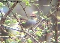 Grey-sided Bush Warbler - Cettia brunnifrons