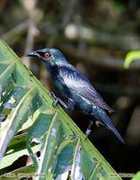 Asian Glossy Starling - Aplonis panayensis