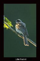 Little Friarbird