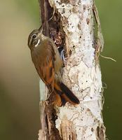 Plain Xenops (Xenops minutus) photo