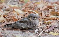 Madagascar Nightjar (Caprimulgus madagascariensis) photo