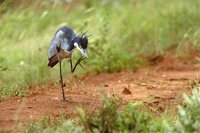 Black-headed Heron - Ardea melanocephala