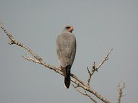 Dark Chanting-Goshawk - Melierax metabates