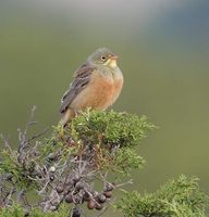 Ortolan Bunting (Emberiza hortulana) photo