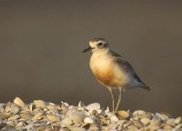 New Zealand Dotterel (Charadrius obscurus) photo