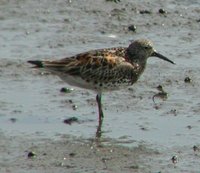 Great Knot - Calidris tenuirostris